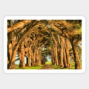 Cypress Lined Road Sticker